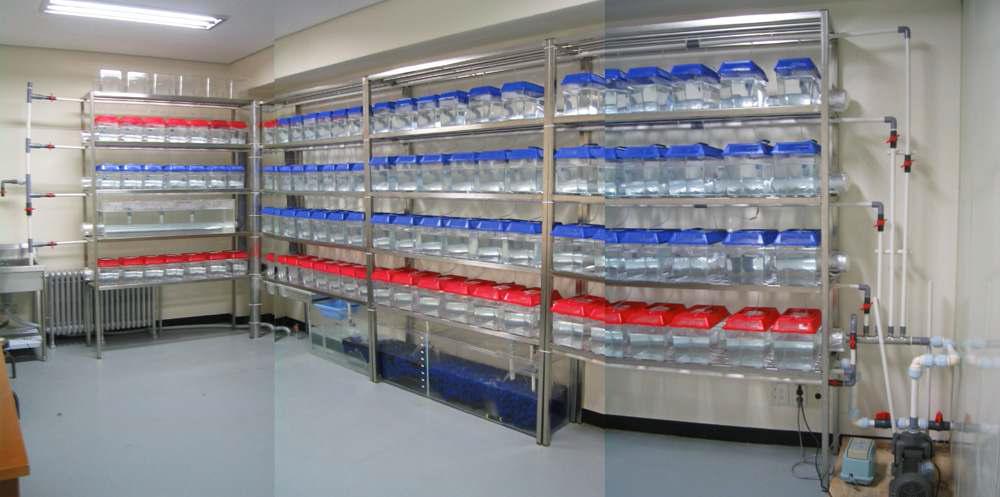 Zebrafish and Guppy culture system