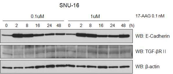 17-AAG induced the upwnregulation of E-cadherin expression in paralleled with degradation of TGF-βRII in SNU-16 cells