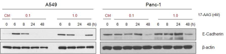 17-AAG induced the upwnregulation of E-cadherin expression n A549 and Panc-1 cells.