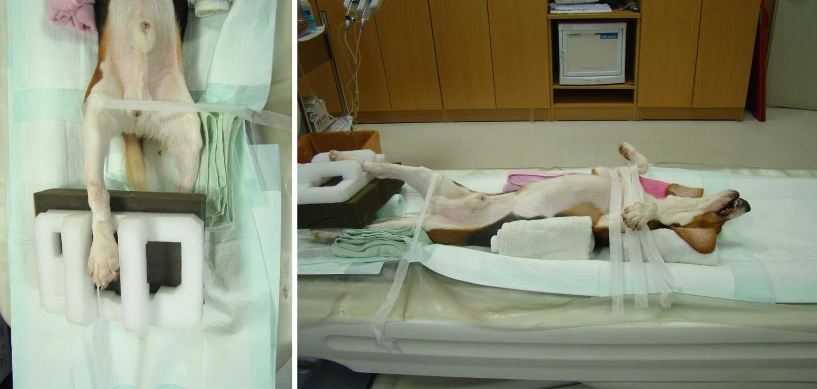 슬개골 수술을 위한 CT 촬영시 무릎관절의 위치와 비글견의 보정