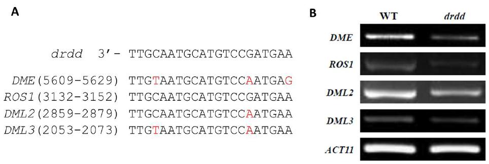 인공 microRNA 서열 도입을 통한 DME 유전자군의 발현 억제 (A) 본 실험에 사용한 인공 miRNA 서열과 그 타 겟 염기서열.