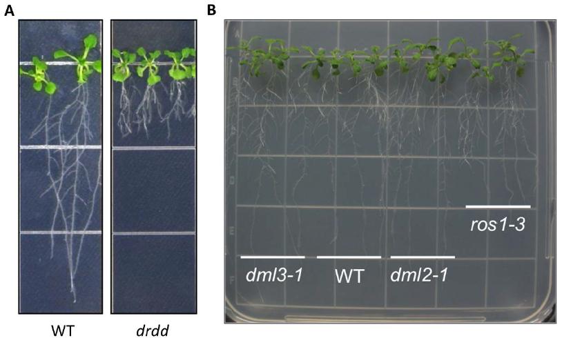 drdd 계통의 뿌리 성장 억제 (A) MS 배지에서 키운 지 6 일째 되는 drdd 식물체. (B) MS 배지에서 키운지 10 일 째 되는 ros1-3, dml2-1, dml3-1 식물체