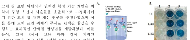 A. Ni-NTA HisSorb strip, B. Ni-NTA HisSorb strip를 이용한 His-tag이 붙은 단백질 발현 확인. 1. 음성 대조군. 2. 양성 대조군. 3. 실험군