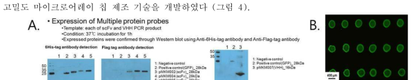 A. 다중 단백질 프로브 제조. B. 덴드리머가 고정화된 고체 칩 표면 위에 형성된 마이크로어레이 형광 사진.