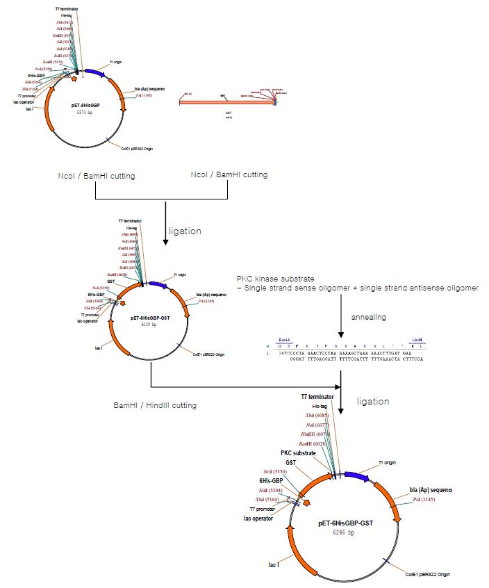 Fig. 67. Construction of protein-fused substrates for protein kinases