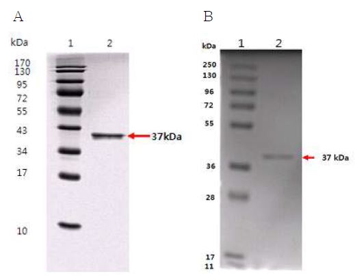 Fig. 69. GBP 융합단백질의 SDS-PAGE 분석패턴