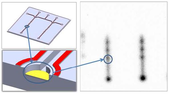 Fig. 92. Detecting of phosphorlyation GBP-pSPD-CaM KII substrate by Calcilum/calmodulin-detpendent protein kinase with radioisotope on Lab-on-a-chip by using zig system