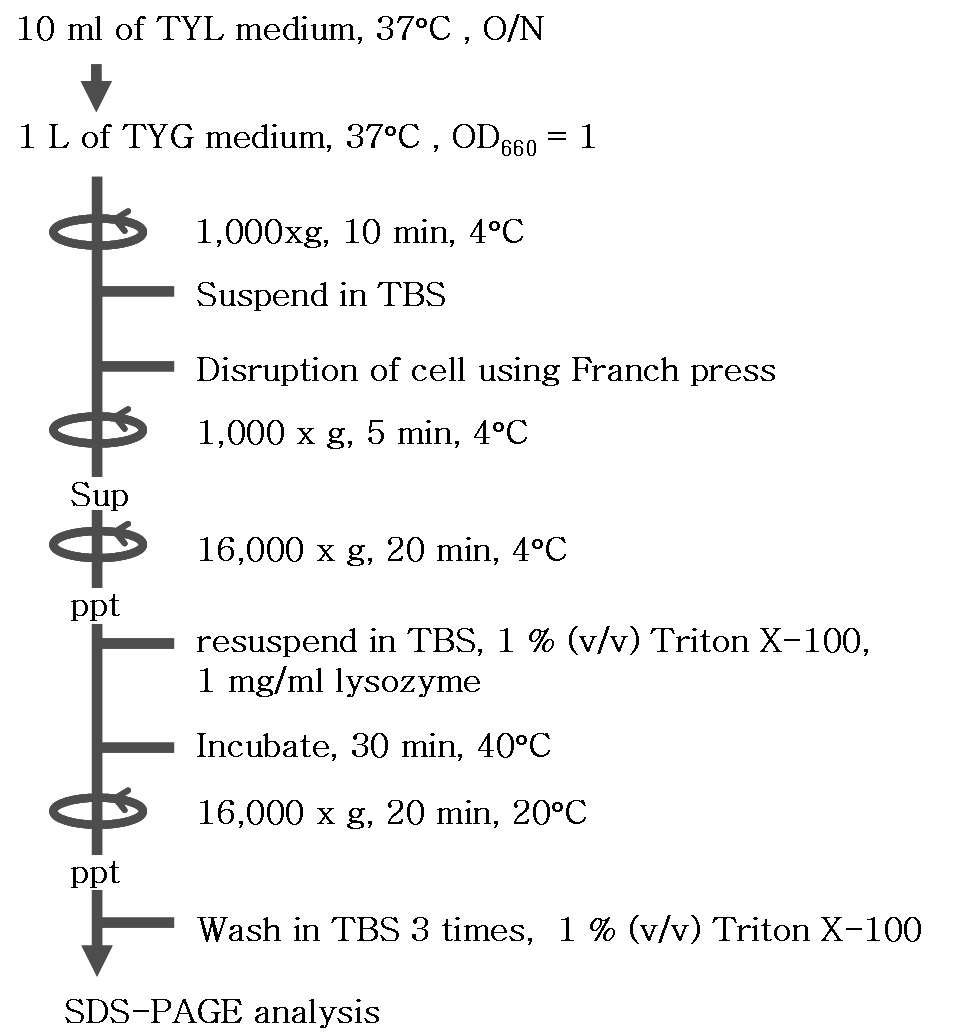 Fig. 3. S. ruminantium에서 주요외막단백질 SrMep45의 정제