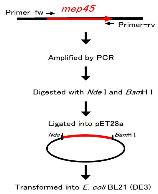 Fig. 4. Mep45-키나아제 기질 융합 재조합단백질 클로닝 과정