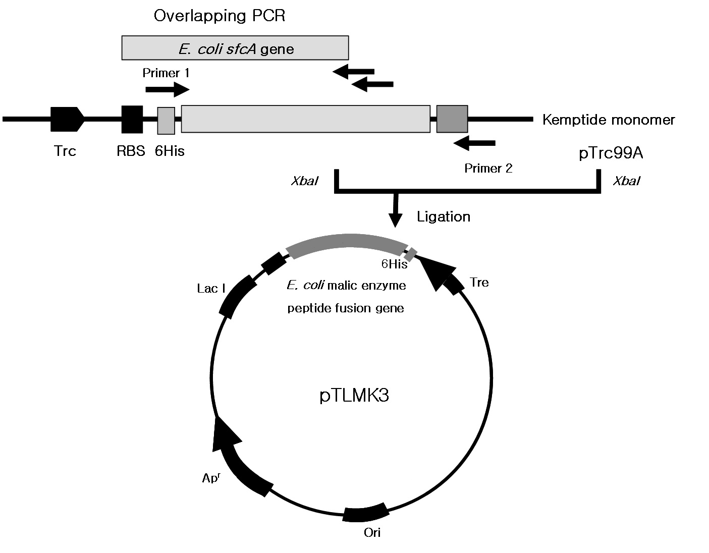 Fig. 5. E. coli malic enzyme-kemptide fusion 단백질의 구조