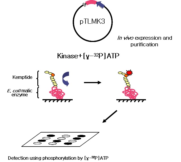 Fig. 7. [γ-32P]ATP를 이용한 키나아제-기질의 인산화반응 개요도