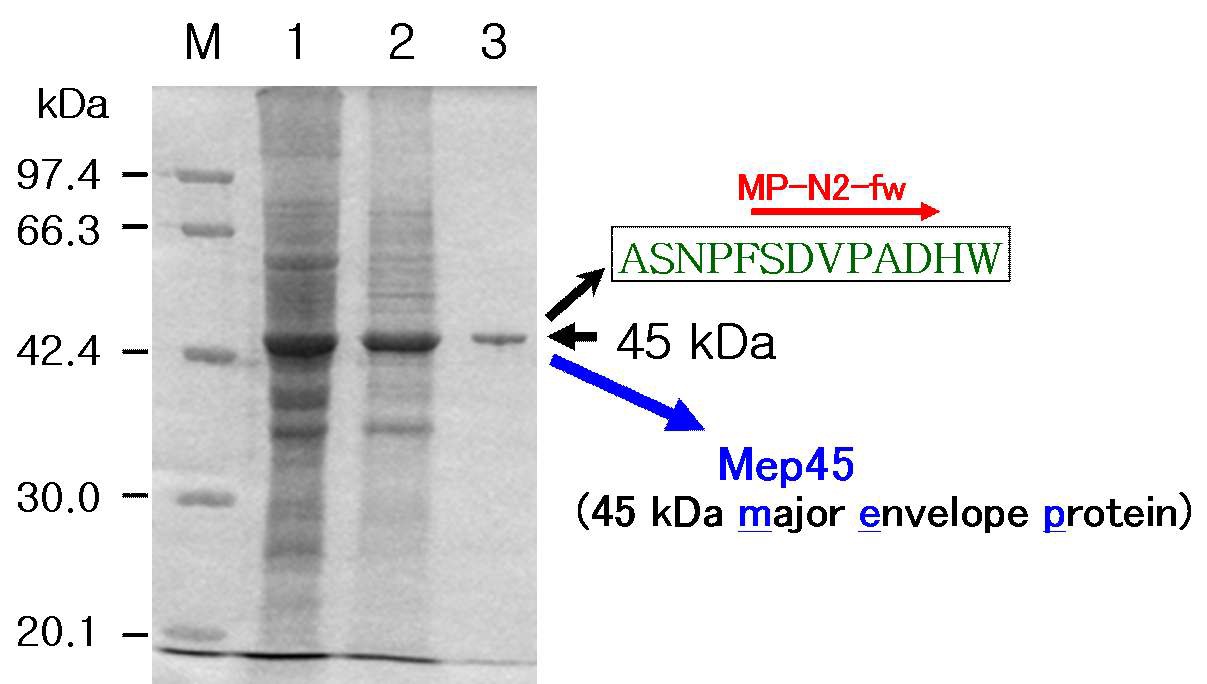 Fig. 8. SDS-PAGE analysis of the whole cell lysate and protein composition of a major envelope protein purified from S. ruminantium. Lane M, molecular weight standard proteins; lane 1, solubilized whole cells; lane 2, total cell envelope; lane 3, cell envelope protein extracted by Triton X-100