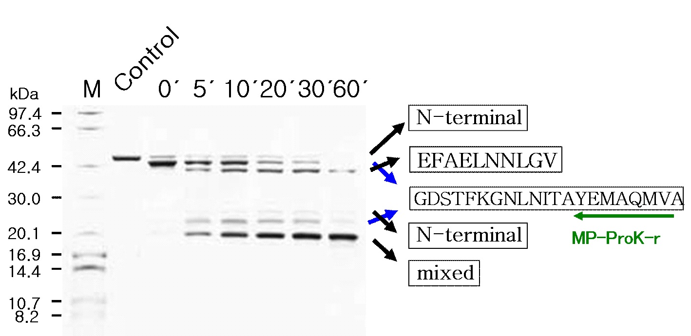 Fig. 9. Tricine-SDS-PAGE patterns of Mep45 digested with proteinase K for various times. Lane M, molecular weight standard proteins; lane 1, purified envelope protein; lane 2 to 7 were shown reaction for 0, 5, 10, 20, 30, and 60 min, respectively