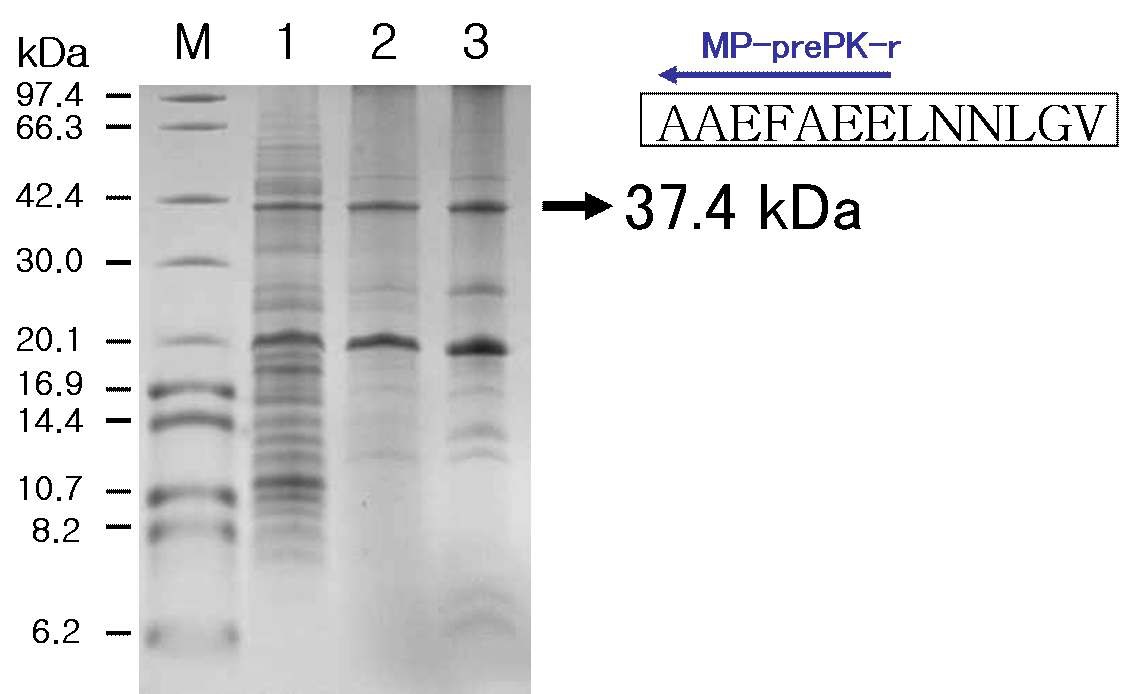 Fig. 10. Tricine-SDS-PAGE of Mep45 obtained from the initial whole cells treated with proteinase K.