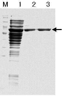 Figure 14. EMalE-kemptide 융합단백질의 SDS-PAGE 분석 패턴. M: Marker; 1: Crude extract; 2: Ni-chelating resin 100 mM Imidazol fraction; 3: Ni-chelating resin 200 mM Imidazol fraction