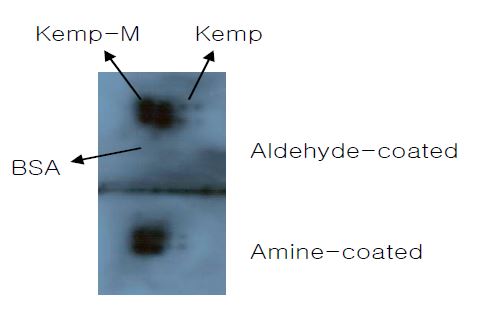Figure 16. 알데히드 또는 아민 처리된 슬라이드 글라이스의 바이오칩 적용 유효성 비교