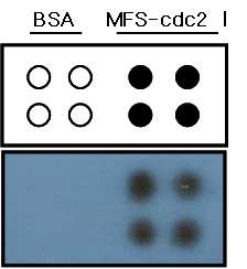 Fig. 51. Detecting the substrate of cdc2 protein kinase with [γ-32P]ATP on a glass slide. BSA, Bovine Serum Albumin; MFS-cdc2 Ⅰ, Mep45-fused substrate