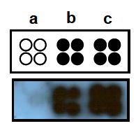 Fig. 53. [γ-32P]ATP을 이용한 protein kinase C와 팹타이드형 기질 의 인산화반응.