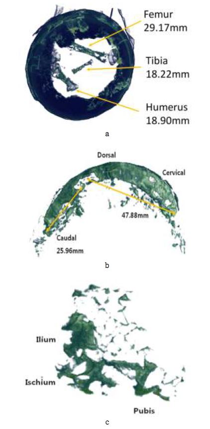 Fig. 3.2-39. (a) Humerus, femur and tibia of neutron image (b) Cervical, dorsal, sacral and caudal vertebra in neutron image. (c)Sacrum, ilium and ischium by rendering neutron image