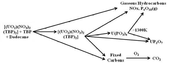 Overall reaction pathway of pyrolysis and gasification of uranium-bearing TBP