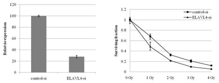 siRNA를 통한 ELAVL4의 발현양 감소 확인 (왼쪽)과 clonogenic assay (오른쪽)