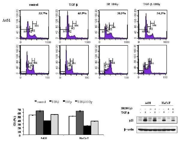 A431에서 TGF-beta1 처리에 따른 G1 arrest