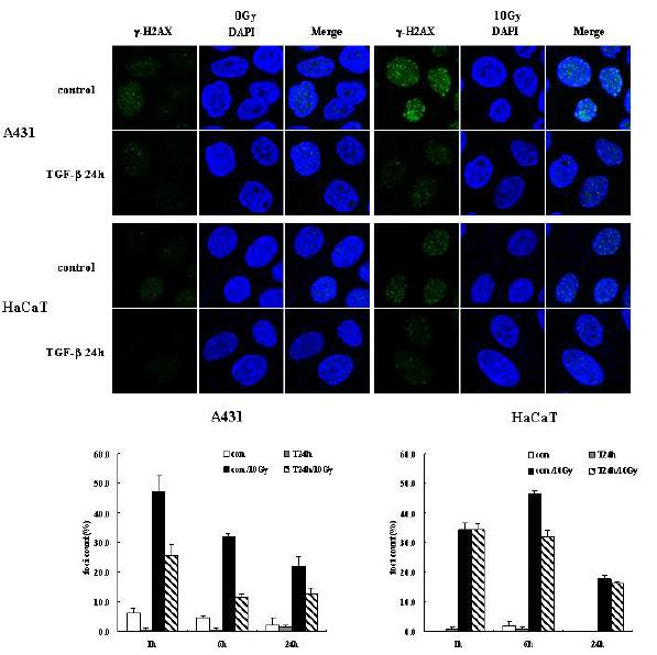 A431과 HaCaT에서 방사선에 의한 Foci 형성의 TGF-beta1 처리에 따른 감소 효과
