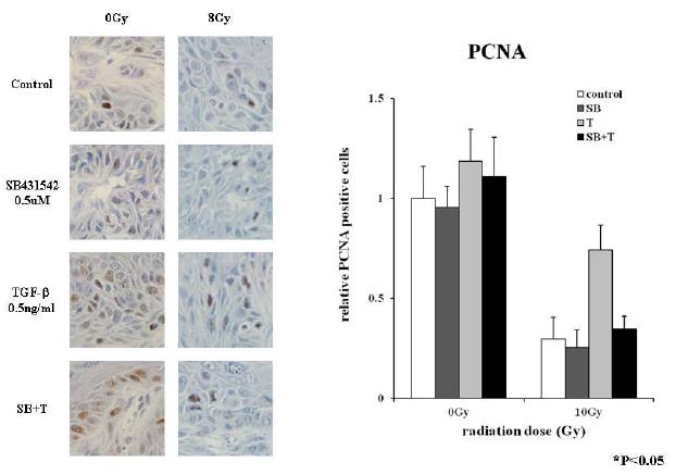 동물모델에서 방사선 조사 시, TGF-beta1과 SB431542의 세포 증식에 미치는 효과