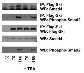 HDAC 저해제인 TSA 처리에 의한 Ski-Smad2, Ski-Smad4 결합 감