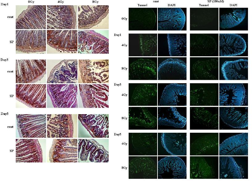 SP에 의한 방사선 유도 손상 장에서의 회복 증가 관찰 - PCNA 염색을 통한 세포 성장 비교 (좌측 pannel) 및