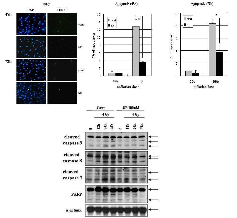 방사선 유도 손상 hMSC에서의 SP에 의한 세포 보호 관찰-Tunnel assay를 통한 세포사멸 비교 (상단 pannel) 및