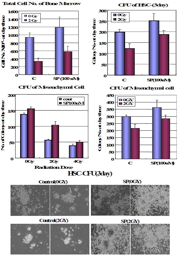 방사선 조사에 따른 골수 손상 시 SP에 의한 골수 세포의 증식력 회복 비교