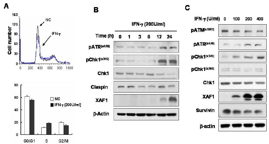 Interferon-gamma에 의한 ATR/Chk1의 활성화