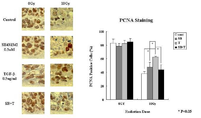 SiHa 세포의 3차원 배양에서 방사선 조사 시,