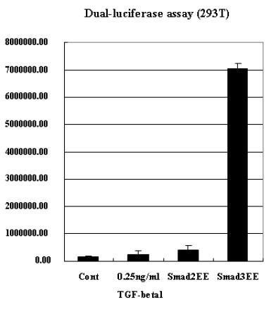 제작된 Smad2EE와 Smad3EE의 transcriptional activity