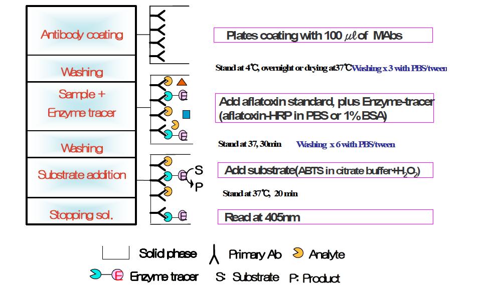 The procedures of direct competitive ELISA for analysis of AFB1.