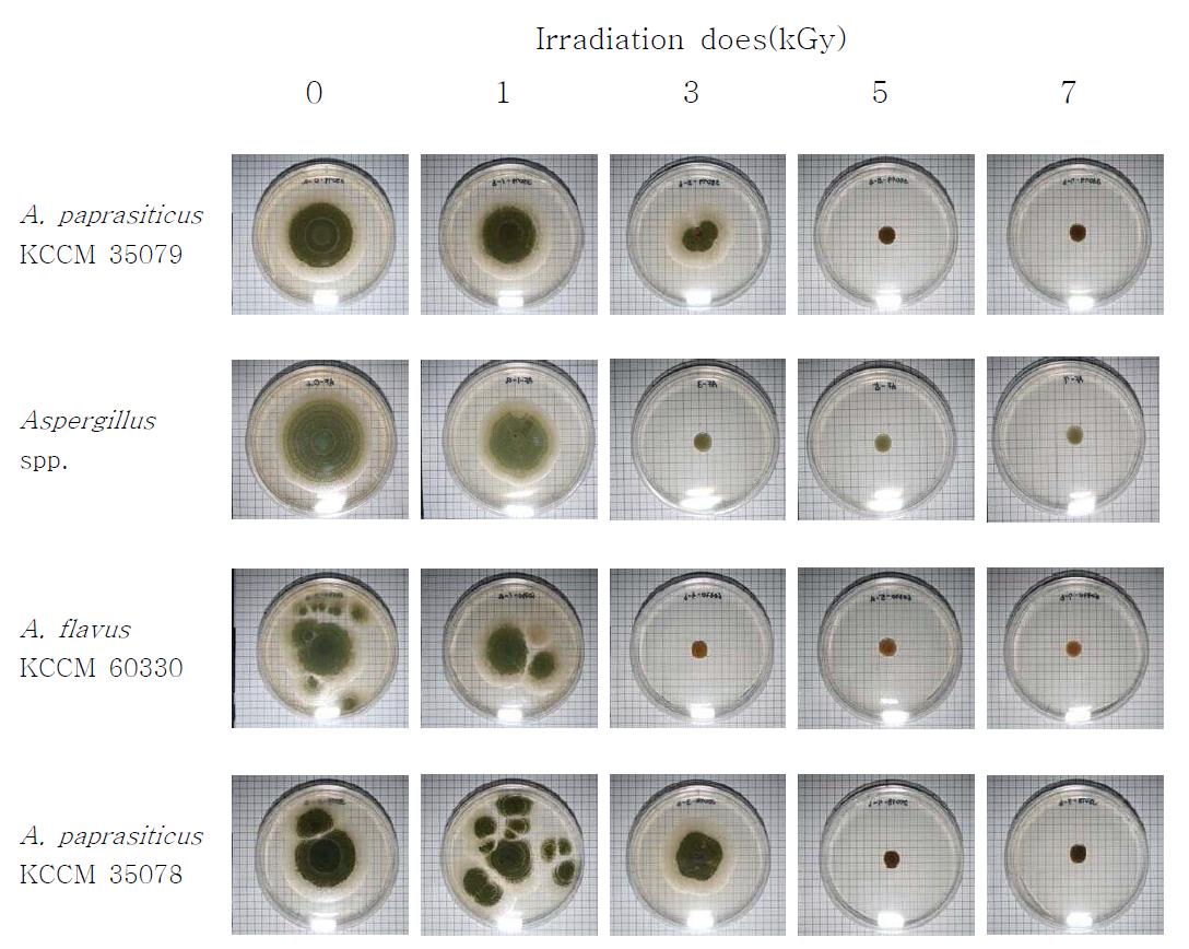 Influence of gamma-irradiation on the fungal growth.