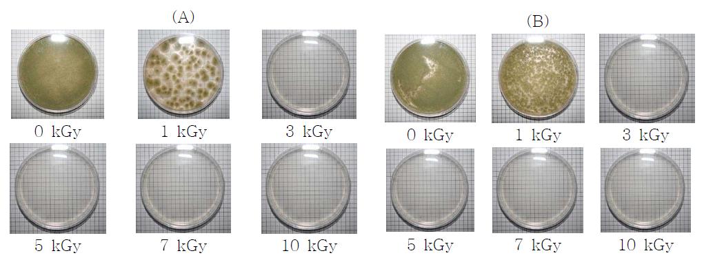 Influence of radiation on the survival of Aspergillus spp. in feed; PDA (A)gamma-irradiation, (B)electron beam