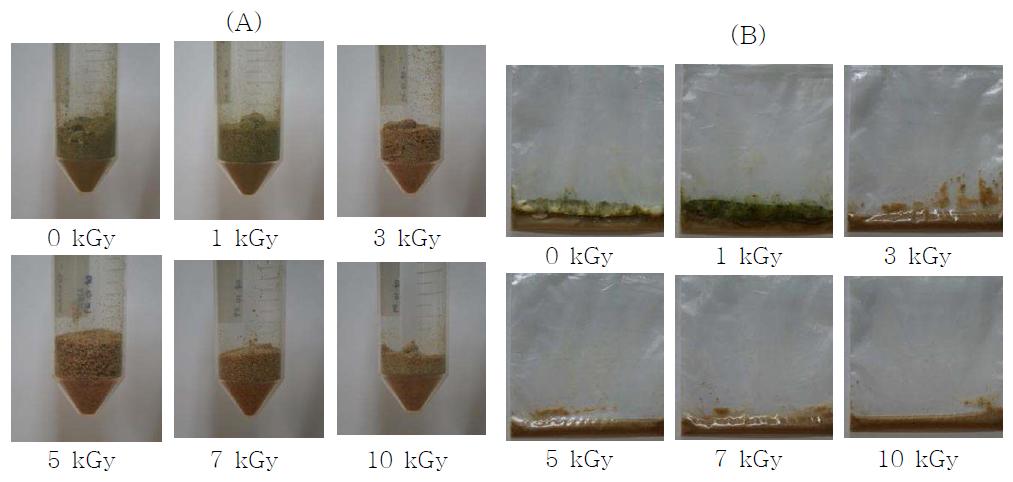 Influence of radiation on the survival of Aspergillus spp. in feed (A)gamma-irradiation, (B)electron bean