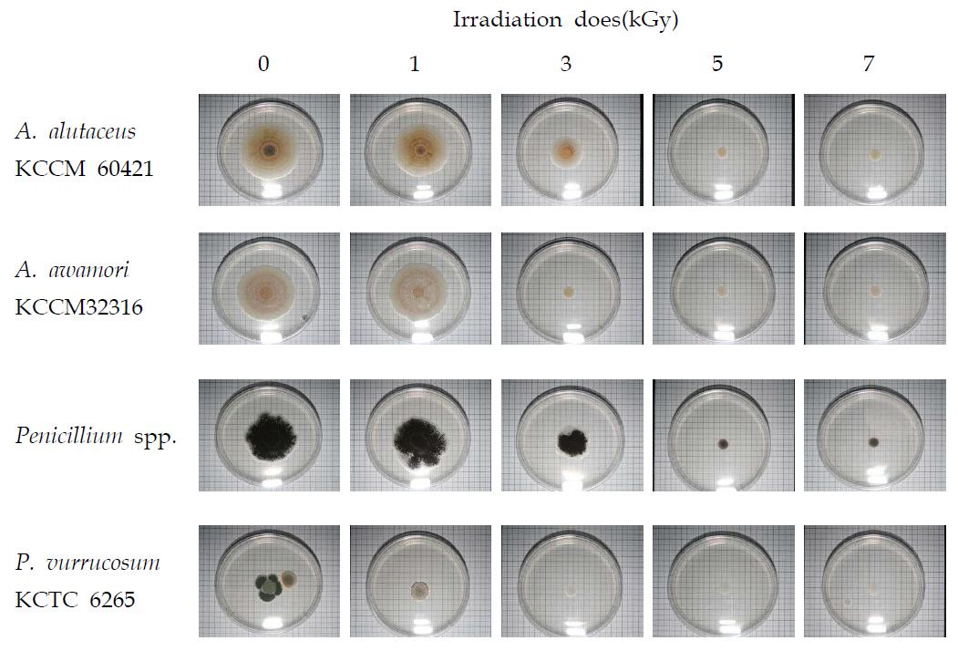 Influence of gamma-irradiation on the fungal growth.