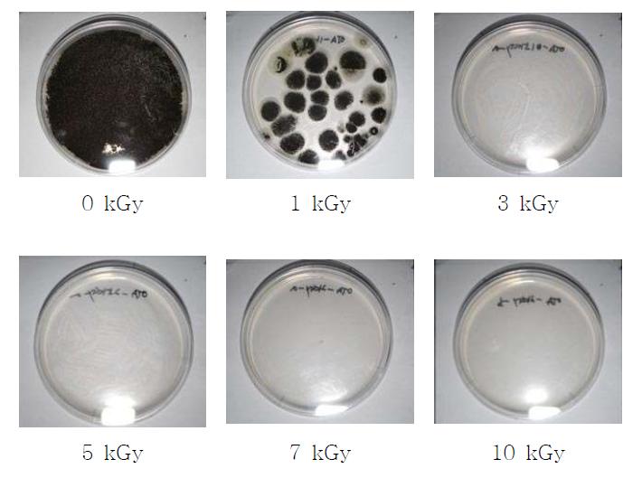 Influence of gamma-irradiation on the survival of ochratoxigenic fungi in feed on PDA