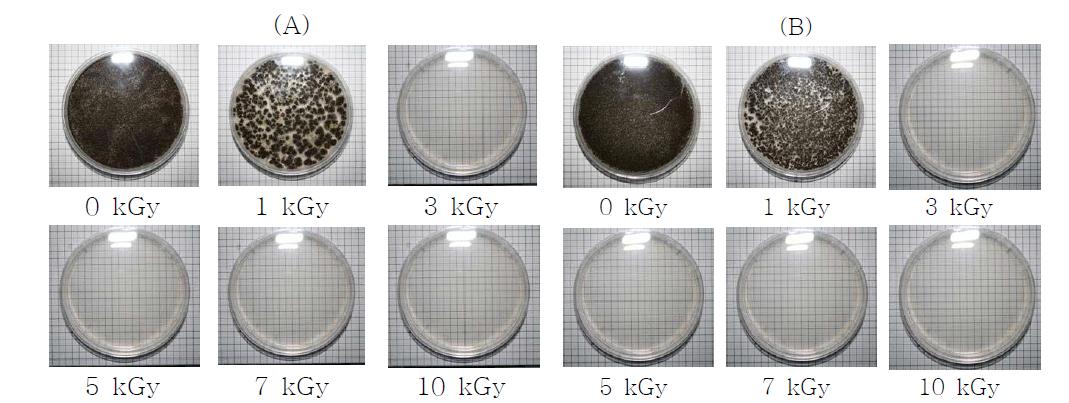 Influence of radiation on the survival of ochratoxigenic fungi in feed on PDA (A)gamma-irradiation, (B)electron bean