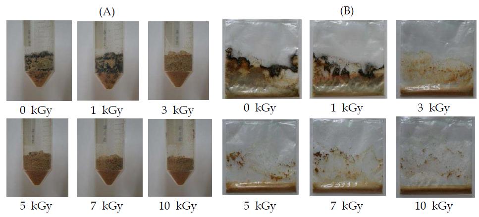 Influence of radiation on the survival of ochratoxigenic fungi on feed (A)gamma-irradiation, (B)electron bean