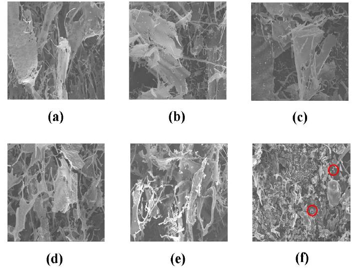 SEM images of gamma irradiated fucoidan at different doses; (a) 0 kGy, (b) 10 kGy, (c) 30 kGy, (d) 50 kGy, (e) 100 kGy and (f) 200 kGy.