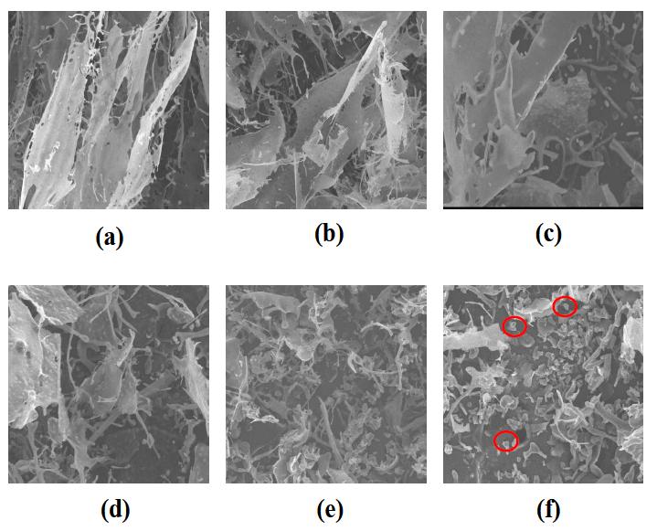 SEM images of gamma irradiated laminarin at different doses; (a) 0 kGy, (b) 10 kGy, (c) 30 kGy, (d) 50 kGy, (e) 100 kGy and (f) 200 kGy.