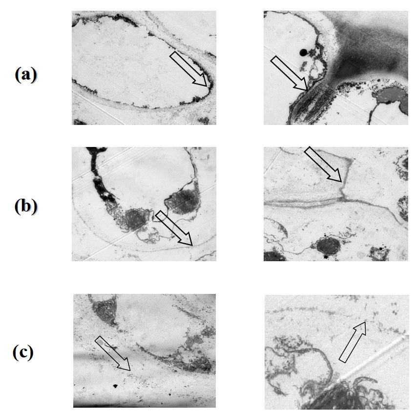 Bio-TEM images of U. pinnatifida gamma irradiated at different doses; (a) 0 kGy, (b) 10 kGy and (c) 50 kGy.