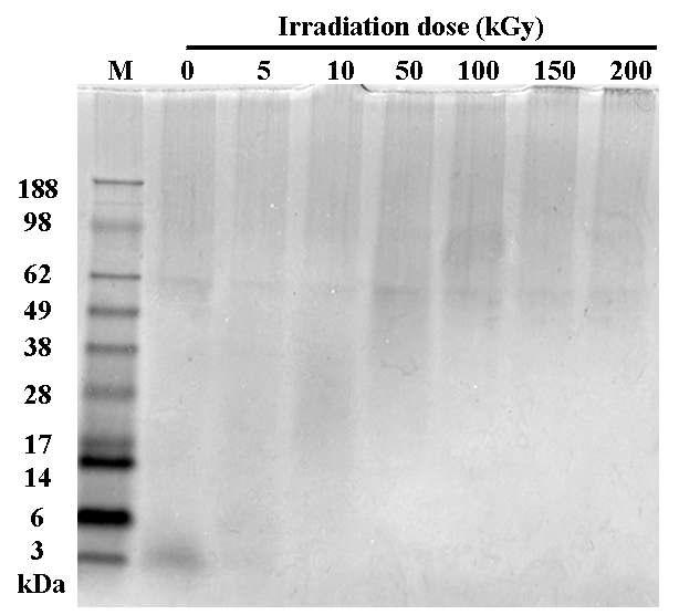 SDS-PAGE analysis of the gamma-irradiated sericin at 0, 5, 10, 50, 100, 150, and 200 kGy, respectively. M indicates standard markers and the numbers on the left side indicate the molecular weight (kDa) of the standard marker.