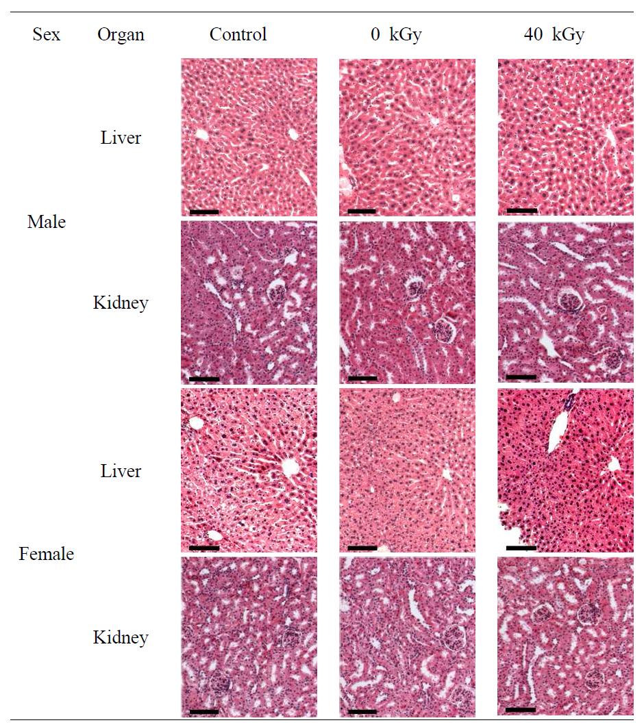 Histopathological examination of the ICR mouse administered with 40 kGy-irradiated bulgogi for 3 months (×250). Scale bars = 100 μm.
