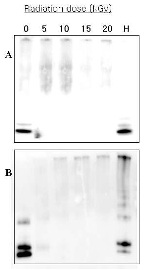 Immunoblot of gamma-irradiated lectin at 0, 5, 10, 15, 20 kGy and heated. A) monoclonal antibody, B) Polyclonal antibody