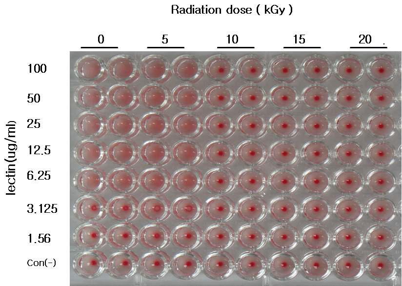 Hemagglutination of mouse erythrocytes treated with Korean mistletoe lectins. 50ul of samples in serial dilution were mixed with 50ul of erythrocyte suspension in PBS (2% of blood volume) and incubated for 1 h at 37℃. Untreated erythrocytes were used as control.
